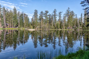 Arka planda ağaçlar olan bir göl. Su sakin ve berrak. Ağaçlar uzun ve yeşil.
