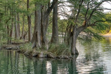 Arka planda bir su kütlesi olan bir orman. Su sakin ve ağaçlar uzun.