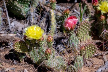 Sarı bir çiçek bir demet dikenli bitkilerle çevrilidir. Sahnede göze çarpan tek şey sarı çiçektir.