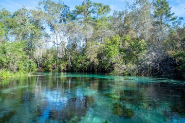 Arka planda ağaçlar olan bir su kütlesi. Su berrak ve sakin. Ağaçlar yeşil ve uzun.