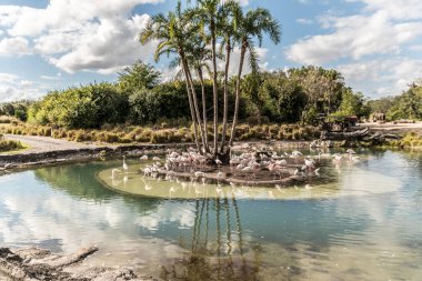 Ortasında ağaç olan bir gölet ve flamingo sürüsü. Su sakin ve gökyüzü bulutlu.