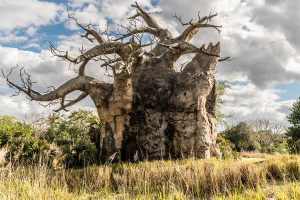 Gövdesi çok kalın ve bir sürü dalı olan büyük bir ağaç. Ağaç bir çimen tarlasıyla çevrilidir.