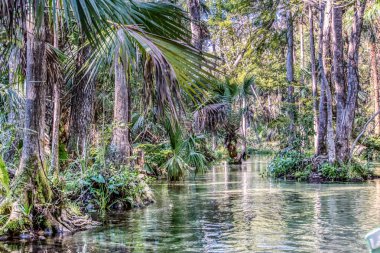 Arka planda palmiye ağaçları ve orman olan bir nehir. Su sakin ve berrak. Huzurlu ve huzurlu bir sahne.