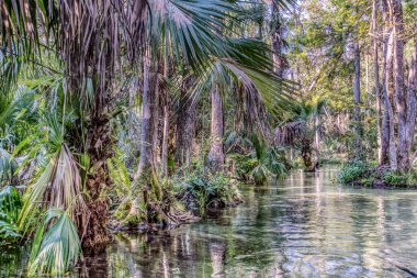 Her iki tarafında palmiye ağaçları olan bir nehir. Su sakin ve berrak. Ağaçlar uzun ve yapraklı.