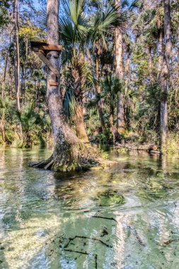 Bir ağaç gövdesi bir su kütlesinin içinde duruyor. Su berrak ve sakin. Ağaç gövdesi bir sürü yeşil yaprakla çevrili.