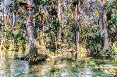 Üzerinde ahşap bir yapı olan bir ağaç gövdesi suyun içinde. Su berrak ve sakin.