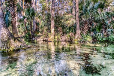 İçinden akarsu akan bir orman. Su berrak ve ağaçlar yüksek.