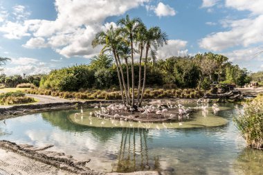 Ortasında ağaç olan bir gölet ve flamingo sürüsü. Su yeşil ve gökyüzü bulutlu.