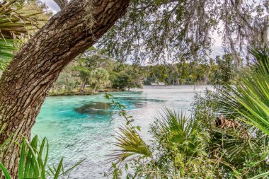 Bir su kütlesinin önünde bir ağaç var. Su mavi ve sakindir. Ağaç yeşil yapraklar ve dallarla çevrilidir.