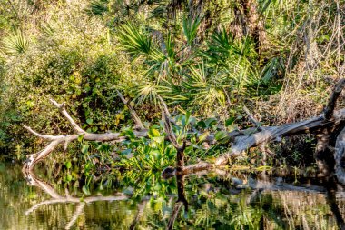 Bir ağaç dalı yeşil bitkilerle dolu bir gölette yüzüyor. Huzurlu ve huzurlu bir sahne.