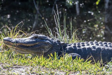 Büyük bir timsah bir su kütlesinin yakınındaki çimlerin üzerinde yatıyor. Sahne huzurlu ve huzurlu, timsah rahatlamış gibi görünüyor.