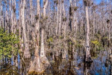 Bir sürü ağacı ve bir sürü suyu olan bir orman. Ağaçların çoğu ölü ve su bulanık.