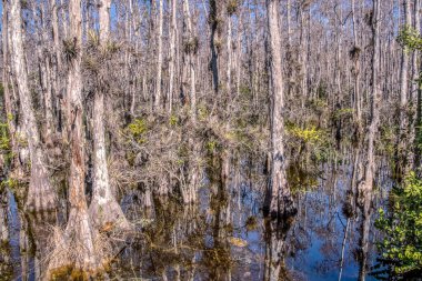 Kahverengi ve ölü ağaçlarla kaplı bir orman. Su bulanık ve ağaçlar suyla çevrili.
