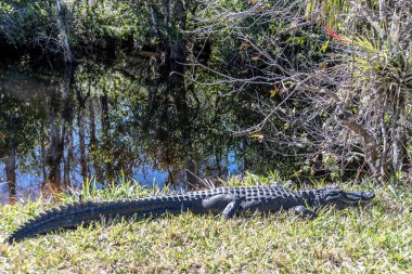 Büyük bir timsah göletin yanındaki çimlerin üzerinde yatıyor. Sahne huzurlu ve sakin, su etrafındaki ağaçları ve otları yansıtıyor.