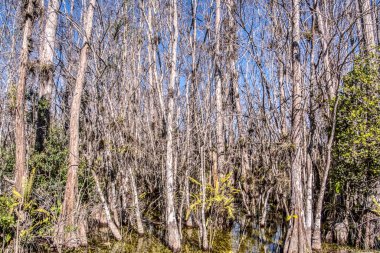 Bir sürü ağacı ve bir sürü suyu olan bir orman. Ağaçların çoğu ölü ve su bulanık.