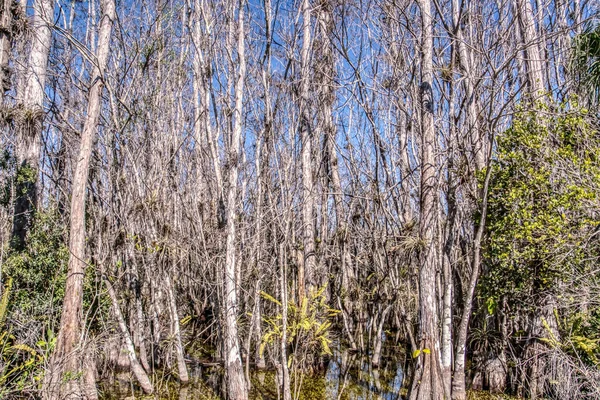 Bir sürü ağacı ve ölü dalları olan bir orman. Ağaçlar uzun ve gökyüzü mavi.