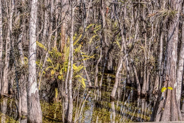 Ağaçları ve suyu olan bir orman. Ağaçlar uzun ve su yeşil.