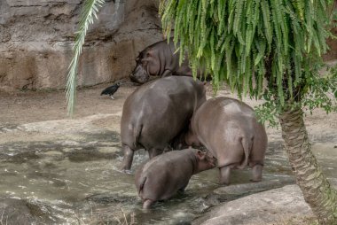 Üç su aygırı göletten su içiyor. Su aygırlarından biri bebek emziriyor.