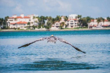 Bir kuş suyun üzerinde uçuyor. Su sakin ve mavidir. Kuş havada ve o manzaranın tadını çıkarıyor.