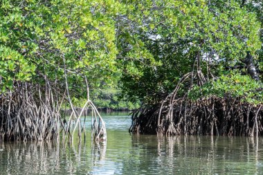 Her iki tarafında yemyeşil orman olan bir su kütlesi. Ağaçlar uzun ve yapraklı, ve su sakin ve berrak. Huzurlu ve huzurlu bir sahne.
