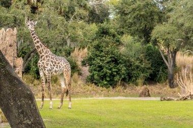 Arka planda ağaçlar olan çimenli bir alanda bir zürafa duruyor. Görüntünün odak noktası zürafa olduğu için manzara huzurlu ve huzurlu.