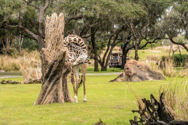 Bir zürafa çimenli bir tarlada ağaçtan yapraklar yiyor. Görüntünün odak noktası zürafa olduğu için manzara huzurlu ve huzurlu.