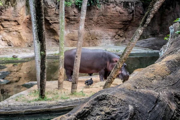 Bir su aygırı bir ağacın yanındaki hayvanat bahçesinde yürüyor. Etrafı kir ve su kaynağıyla çevrili.