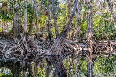 Önünde bir su kütlesi olan bir orman. Su sakin ve ağaçlar uzun.