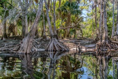 Ağaçları ve suyu olan bir orman. Su sakin ve ağaçlar uzun.