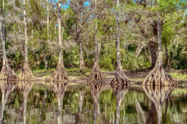 Suda kökleri olan bir grup ağaç. Su sakin ve ağaçlar uzun.