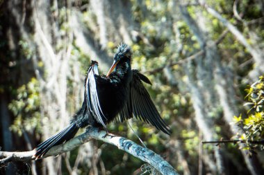 Siyah bir kuş ormandaki bir dala tünemiştir. Kuş, yerdeki bir şeye bakıyor.