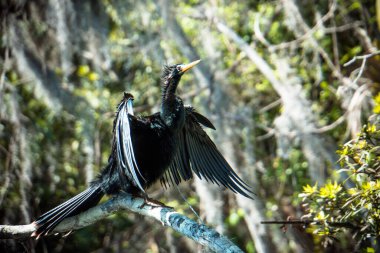 Beyaz kanatlı siyah bir kuş bir dala tünemiştir. Kuş sağa bakıyor.