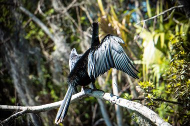 Kanatlarında beyaz çizgiler olan siyah bir kuş bir dala tünemiştir. Kuş yukarı bakıyor, muhtemelen yiyecek arıyor ya da manzaranın tadını çıkarıyor. Sükunet ve huzur kavramı