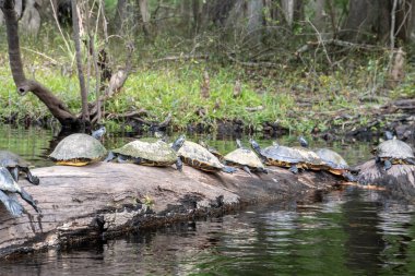 Bir grup kaplumbağa göldeki bir kütüğün üzerinde oturuyorlar. Kaplumbağaların boyutları ve renkleri farklı.