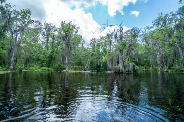 Arka planda ağaçlar olan sakin bir su kütlesi. Su koyu mavi ve gökyüzü bulutlu.