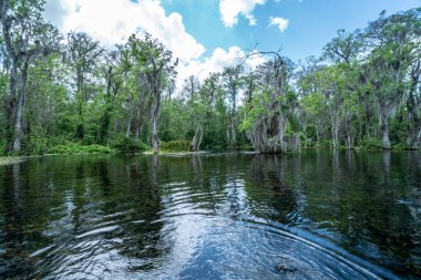 Arka planda ağaçlar olan bir su kütlesi. Su koyu mavi ve ağaçlar yeşil.