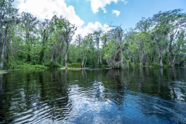 Arka planda ağaçlar olan sakin bir su kütlesi. Su koyu mavi ve gökyüzü açık.