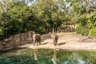 İki fil bir su kütlesinin önünde duruyor. Su yeşil ve filler ondan su içiyor.