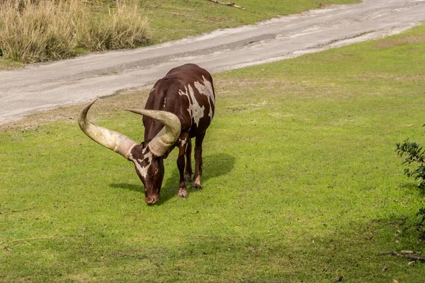 Büyük kahverengi ve beyaz bir inek çimenlerde otluyor. İneğin kafasında türünün bir özelliği olan büyük bir boynuz vardır. Huzurlu ve huzurlu bir sahne.