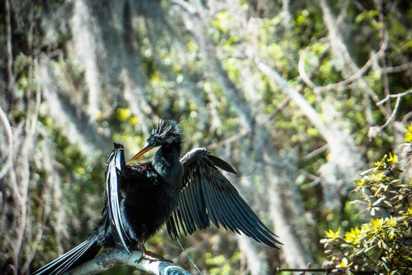 Uzun gagalı siyah bir kuş bir dala tünemiştir. Kuş yere doğru bakıyor.