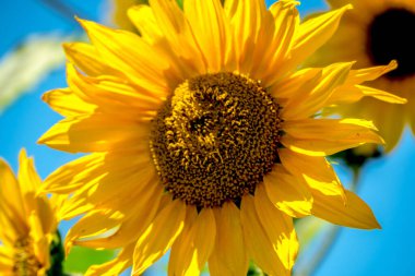 Arka planda mavi gökyüzü olan sarı bir ayçiçeğinin yakın çekimi. Ayçiçeği görüntünün ana odak noktasıdır ve tam çiçeklenmiştir.