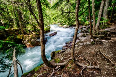 Bir sürü ağaç ve kayanın olduğu bir nehir. Su akıyor ve ağaçlar yüksek.
