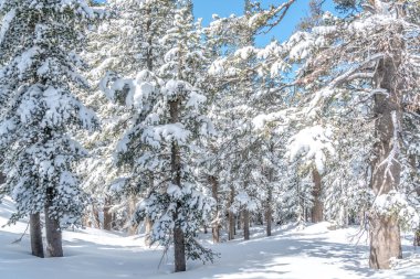 Karla kaplı ağaçlarla kaplı karlı bir orman. Ağaçlar uzun ve kar derin. Huzurlu ve huzurlu bir sahne.