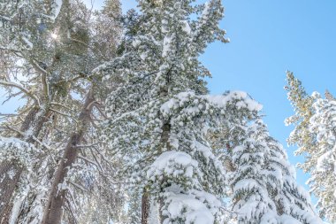 Arkasında parlak mavi bir gökyüzü olan karla kaplı bir ağaç. Ağaç diğer ağaçlarla çevrili ve gökyüzü berrak ve parlak.