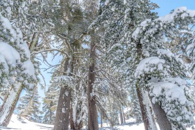 Karla kaplı ağaçlarla kaplı karlı bir orman. Ağaçlar çıplak ve kar onları kaplıyor. Gökyüzü berrak ve parlak. Huzurlu ve huzurlu bir atmosfer yaratıyor.