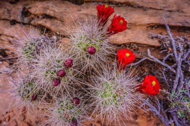 Kırmızı çiçekli bir kaktüs bir kayanın üzerinde büyüyor. Kaktüs diğer bitki ve kayalarla çevrilidir.
