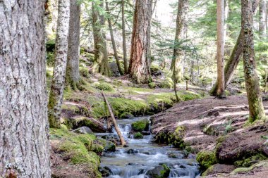 Ağaçlarda ve kayalarda yosunların büyüdüğü bir orman boyunca akan bir su akıntısı. Sahne huzurlu ve sakin, suyun sesiyle.