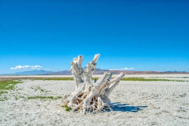 Büyük beyaz bir ağaç gövdesi çölde duruyor. Gökyüzü açık ve mavi, çöl ise çorak ve kuru.
