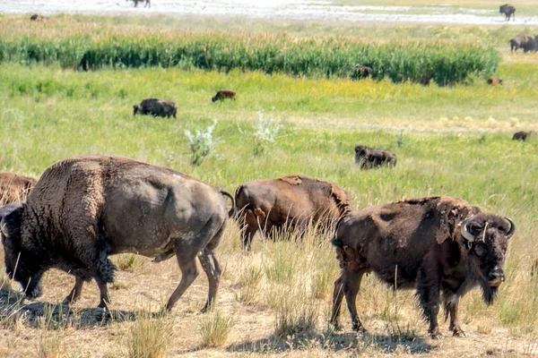 Bir bufalo sürüsü çimenli bir tarlada yürüyor. Bufalolar farklı boyutlarda ve her yere dağılmış durumdalar. Huzurlu ve huzurlu bir sahne.
