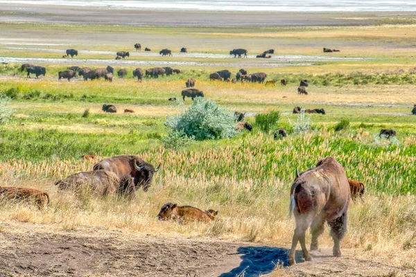 Bir bufalo sürüsü tarlada otluyor. Huzur ve sükunet kavramı. Hayvanlar çimenli bölgeye dağılmış, doğal ortamlarının tadını çıkarıyorlar.